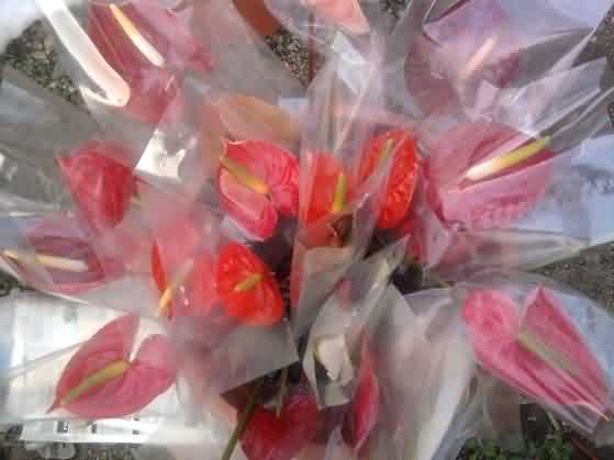 Packaged anthurium cut flowers 