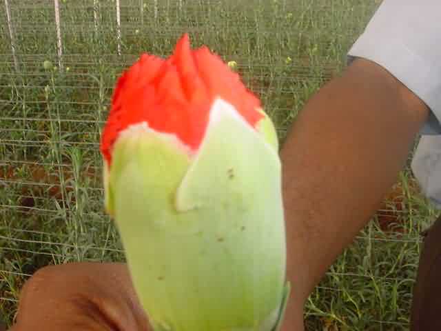 Red spider mite on Carnation bud