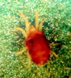 Red spider Mites of Carnation crop