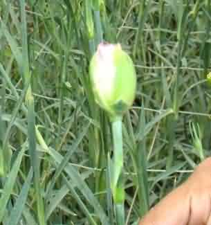 Protected cultivation of Carnation (Dianthus caryophyllus