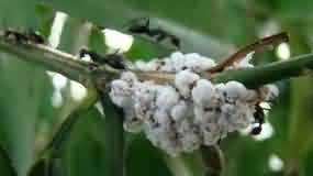 Mealybug on twig of young plant