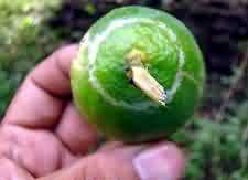 Thrips damage on fruit