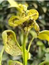 Sooty mould development due to aphids 