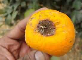 12 Important Insect Pests Of Citrus And Their Management Krishisewa