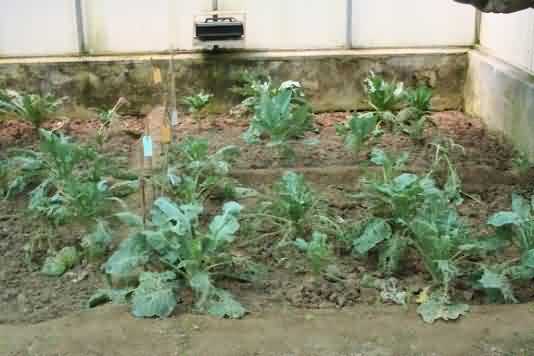 Fig.2: Diamond backmoth infestation  in cole crop