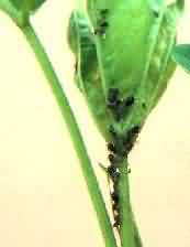 Aphid in Mungfali