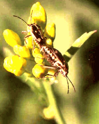 Insects of Mustard crop