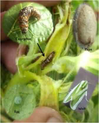 Life stages of  shoot and fruit borer, Earias vittella