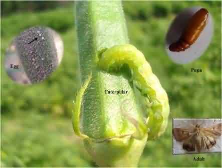 Life stages of Helicoverpa armigera and its damage