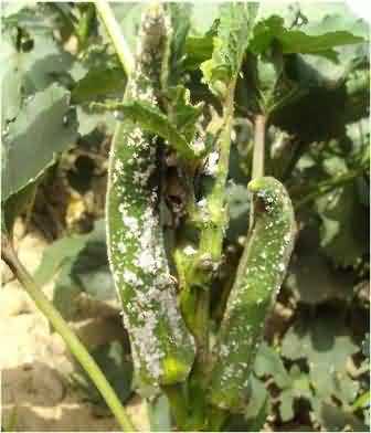 Okra fruits infested with mealy bug, Phenacoccus solenopsis