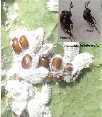 Mealy bugs parasitized with Aenasius bambawalei