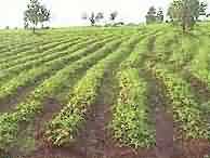 safed musli crop in field