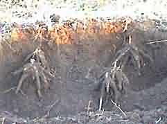 Roots of safed musli