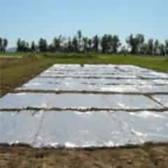 polythene soil mulches for solarization of soil