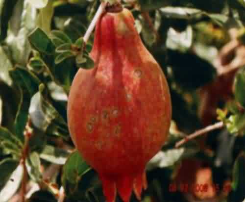  Cercospora fruit spot disease in pomegranate