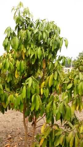 Som (Persea bombycina) सोम वृक्ष