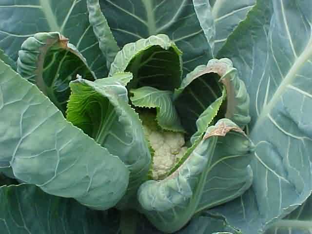 Mo deficiency symptoms in cauliflower