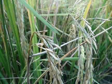 Neck Blast Disease in Basmati rice