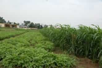Kharif fodder crop Soybean, Rice