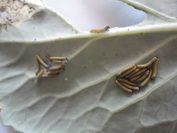 Cabbage butterflies  larval stage feed on leaf 