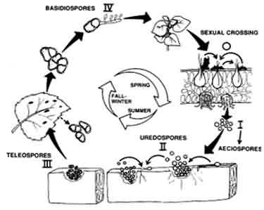 Sunflower rust completes its entire life cycle on sunflower