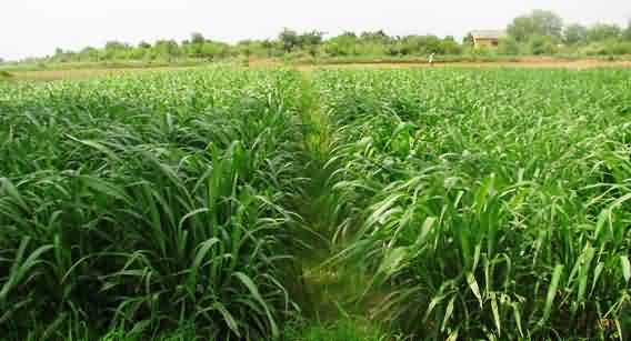 Fodder crop variety, Bundel Guinea 2 at initial vegetative stage