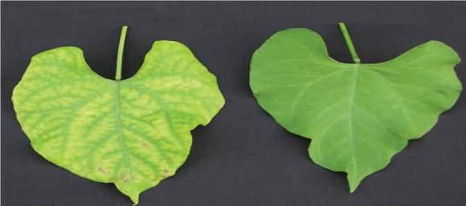 Magnesium deficiency symptoms on common bean leaves