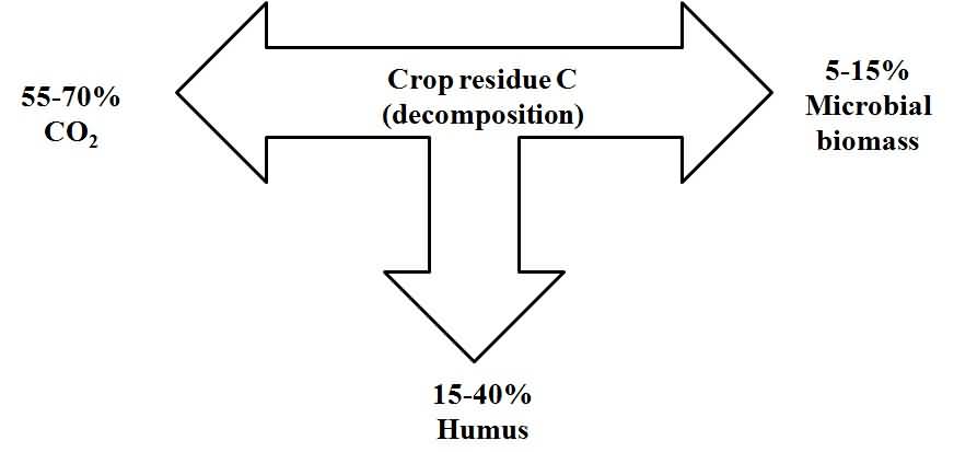 decomposition of crop residues releases CO2, microbial biomass, humus