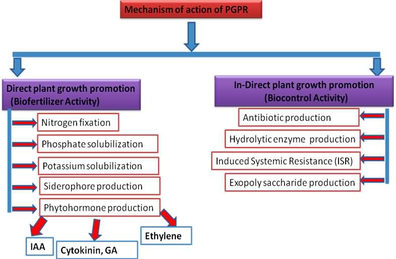 Plant growth promotion mechanism rhizobacteria 