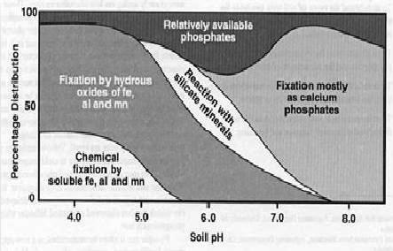 Relation between soil pH and per cent distribution of available phosphorus in Indian soils