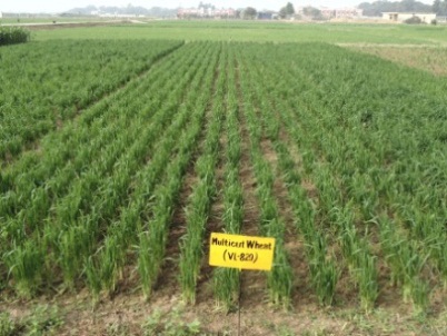 wheat harvested for fodder