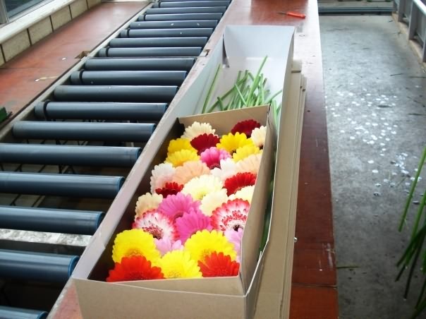 Export packaging of gerbera-Corrugated box on conveyer belt