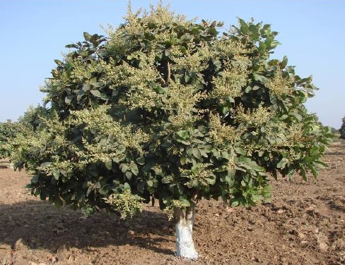 Chironji tree (Buchanania lanzan)