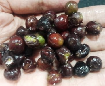 Fruits of Chironji