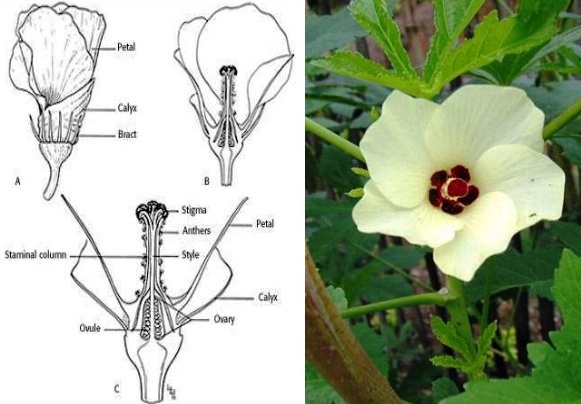 Structure of Okra flower