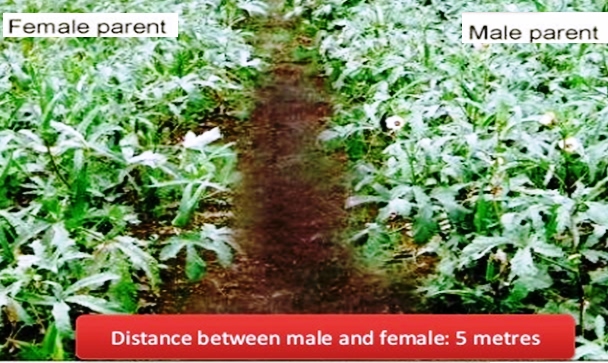 Distance between male & female lines in Okra seed production