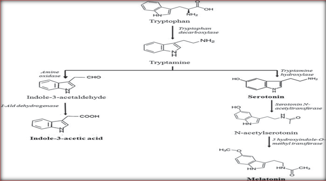 Biosynthesis of melatonin in plants