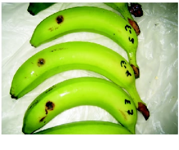 Banana Anthracnose disease