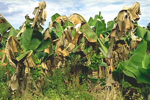 Banana Sigatoka Leaf spot