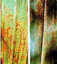 Bajra crop disease Rust