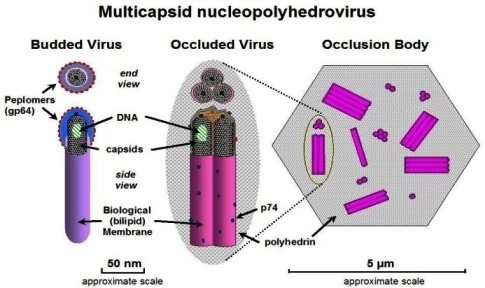 Multicapsid nucleopolyhedrovirus  