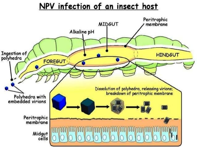 NPV infection of an insect host