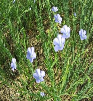 Orphan oilseed Linseed