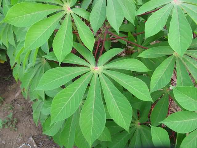 Cassava