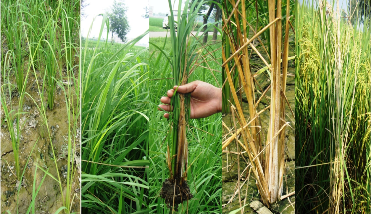 पूसा बासमती 1121 में बकाने रोग के लक्षण: असमान्य रूप से लम्बे पीले पौधे, असमान्य रूप से लम्बे हरे पौधे,  सामान्य और सूखा हुआ पौधा,  सूखा हुआ पौधा,  परिपक्व पौध में खाली बालियाँ