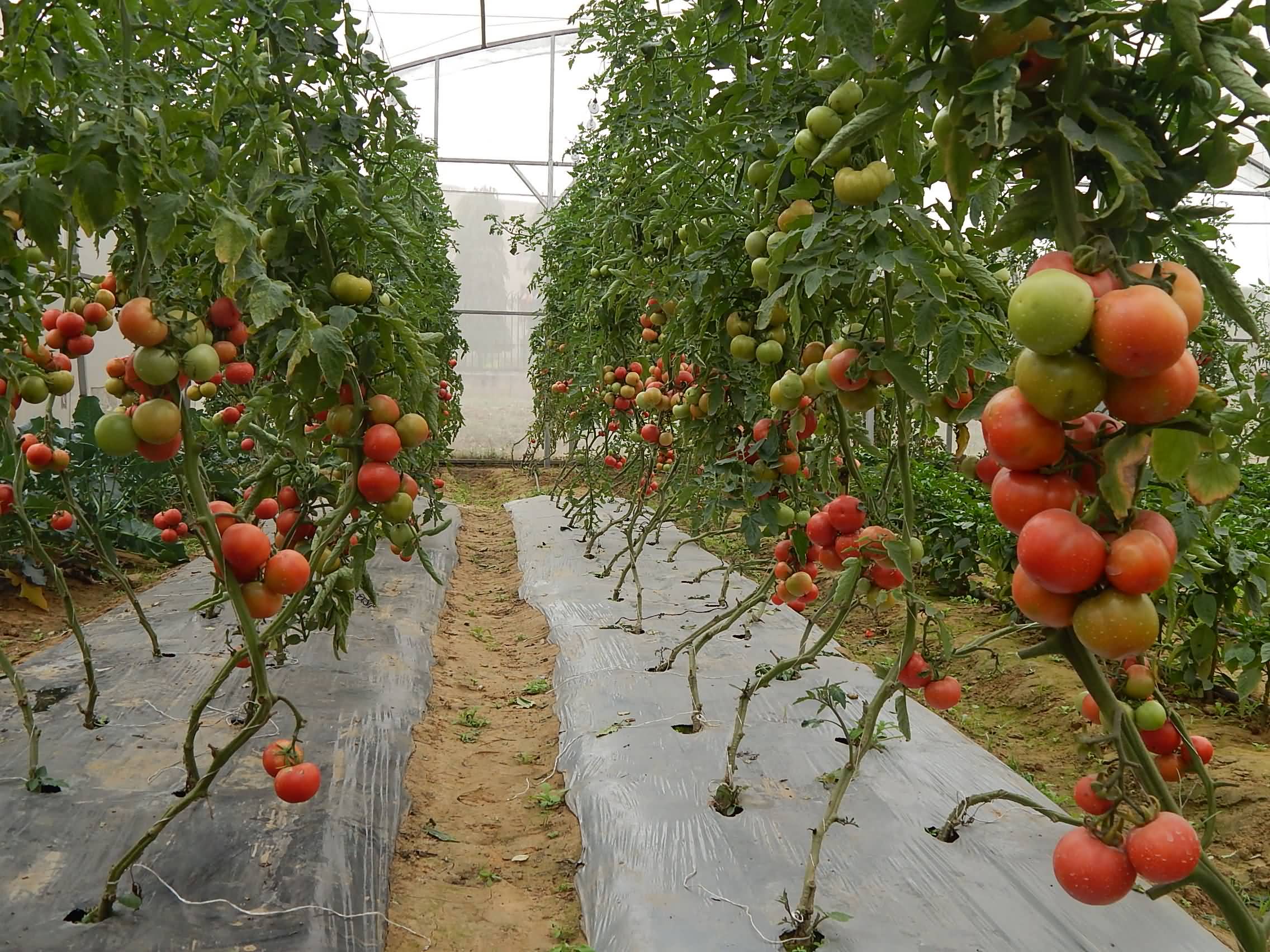 Hi tech cultivation of tomato