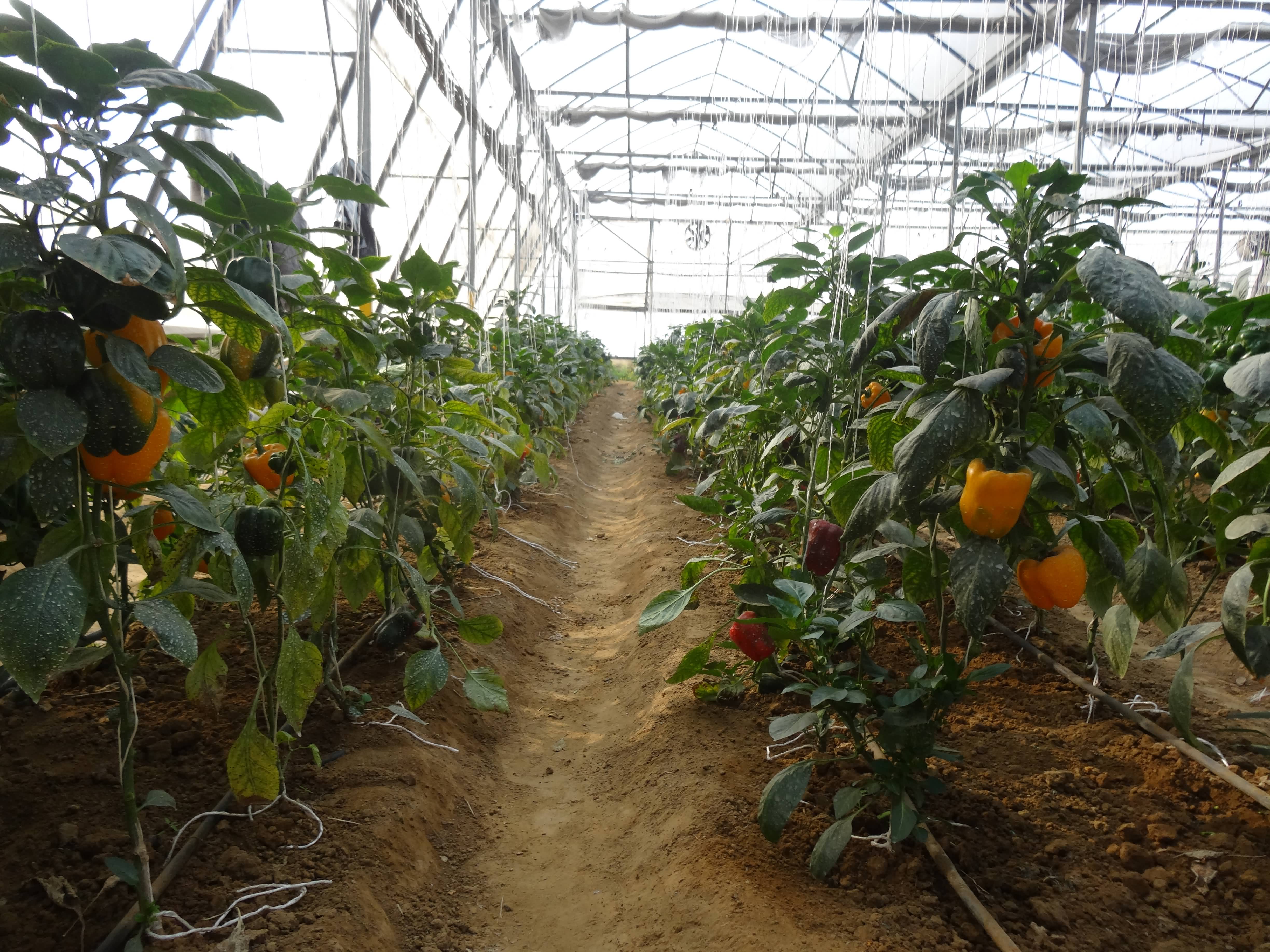 protected cultivation of capsicum