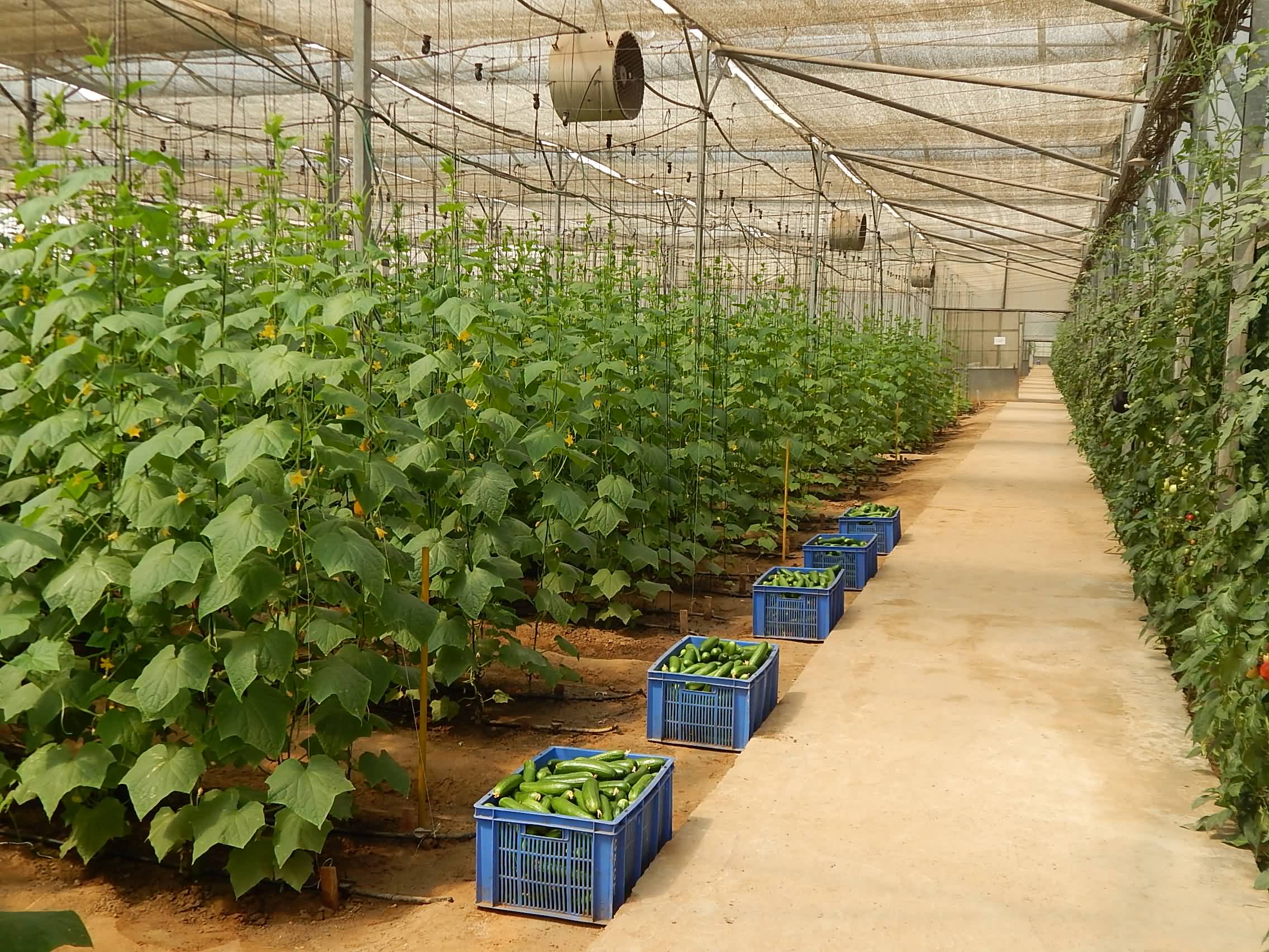 Protected cultivation of cucumber