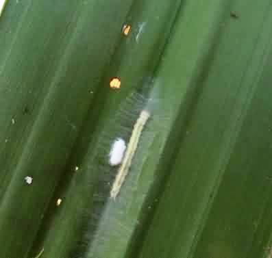 Cocoon of D. hyposidrae on the side of parasitized larva of leaf webworm