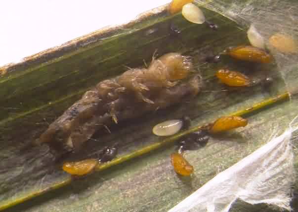 Figure 5 Dead larvae along with larva and pupa of parasitoid, E. brevicornis